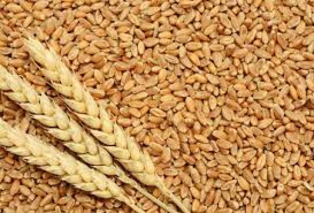 گلگت بلتستان والوں کو 100فیصدمقامی گندم ملےگی، بڑا فیصلہ ہوگیا